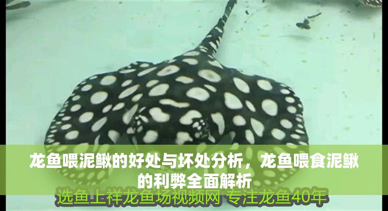 龍魚喂泥鰍的好處與壞處分析，龍魚喂食泥鰍的利弊全面解析 龍魚喂泥鰍的好處與壞處分析，龍魚喂食泥鰍的利弊全面解析 龍魚常見疾病 第1張
