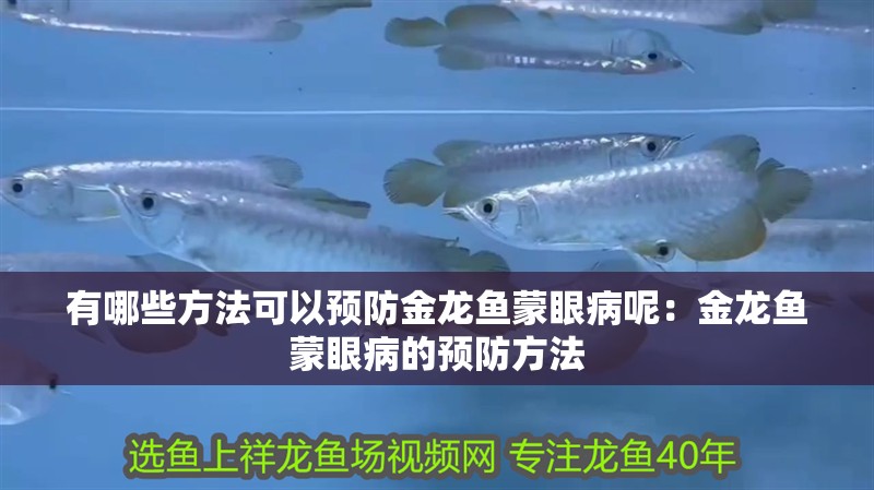 有哪些方法可以預防金龍魚蒙眼病呢：金龍魚蒙眼病的預防方法