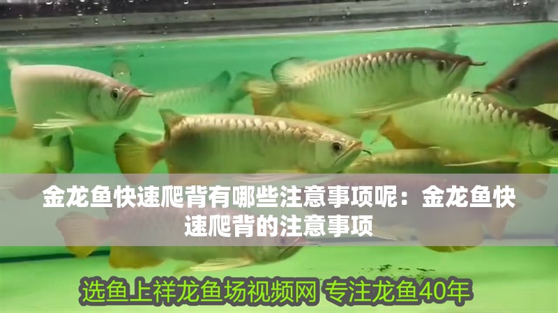 金龍魚快速爬背有哪些注意事項呢：金龍魚快速爬背的注意事項