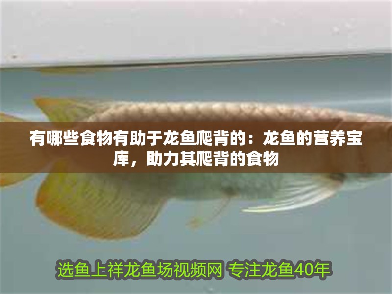 有哪些食物有助于龍魚爬背的：龍魚的營養寶庫，助力其爬背的食物