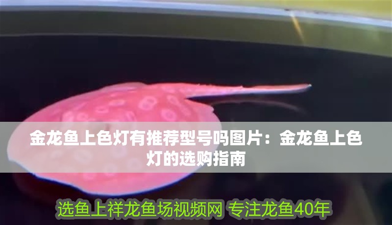 金龍魚上色燈有推薦型號嗎圖片：金龍魚上色燈的選購指南
