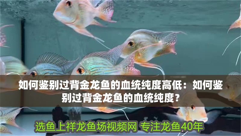 如何鑒別過背金龍魚的血統純度高低：如何鑒別過背金龍魚的血統純度？