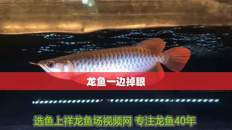 龍魚一邊掉眼