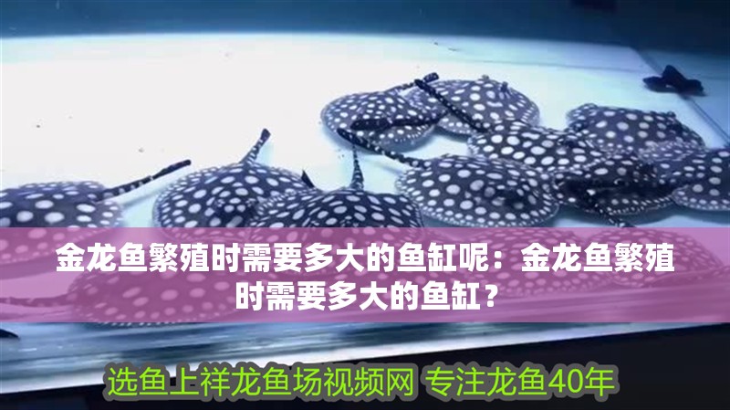 金龍魚繁殖時需要多大的魚缸呢：金龍魚繁殖時需要多大的魚缸？ 金龍魚繁殖時需要多大的魚缸呢：金龍魚繁殖時需要多大的魚缸？ 水族問答