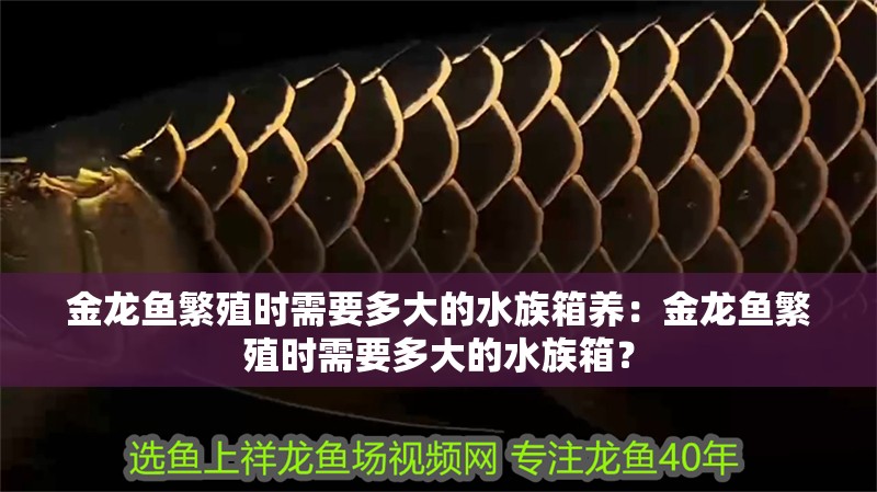 金龍魚繁殖時需要多大的水族箱養：金龍魚繁殖時需要多大的水族箱？
