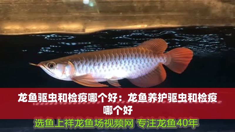 龍魚驅蟲和檢疫哪個好：龍魚養護驅蟲和檢疫哪個好