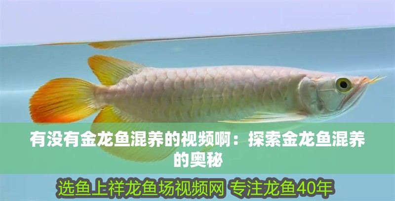 有沒有金龍魚混養的視頻啊：探索金龍魚混養的奧秘