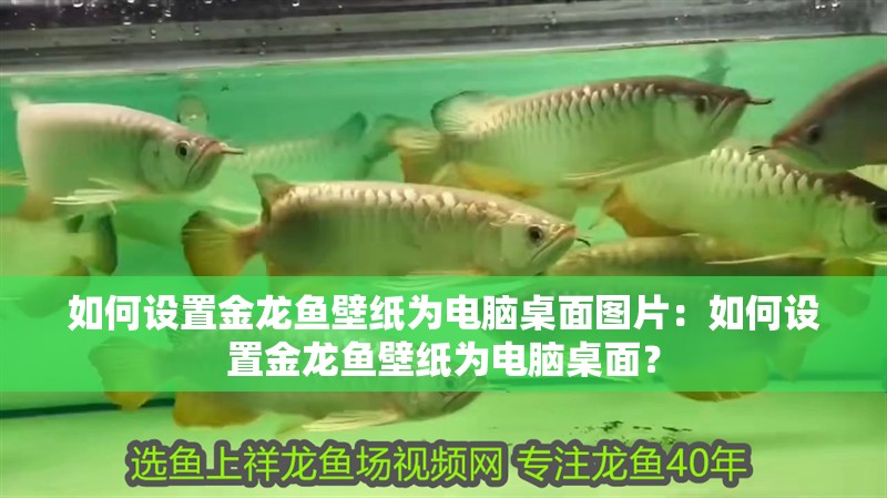 如何設(shè)置金龍魚壁紙為電腦桌面圖片：如何設(shè)置金龍魚壁紙為電腦桌面？