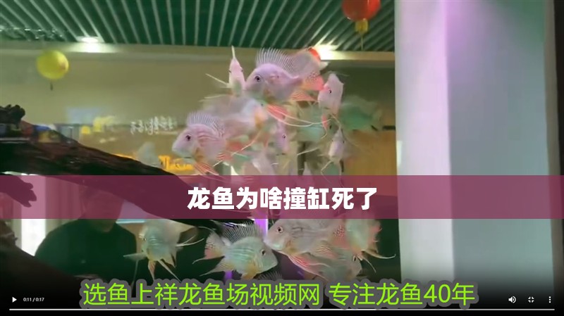 龍魚為啥撞缸死了