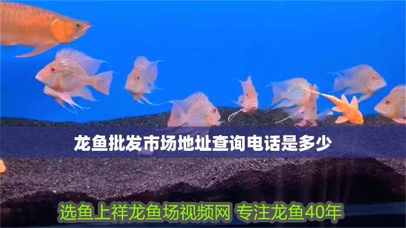 龍魚批發市場地址查詢電話是多少