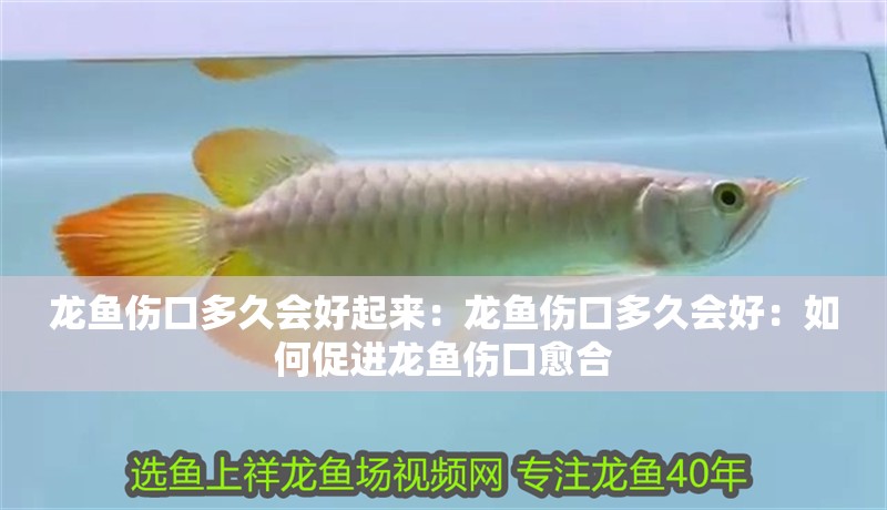 龍魚傷口多久會好起來：龍魚傷口多久會好：如何促進(jìn)龍魚傷口愈合