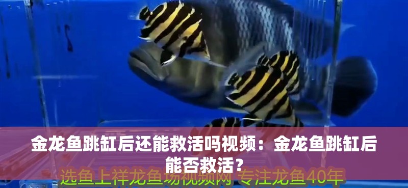 金龍魚跳缸后還能救活嗎視頻：金龍魚跳缸后能否救活？