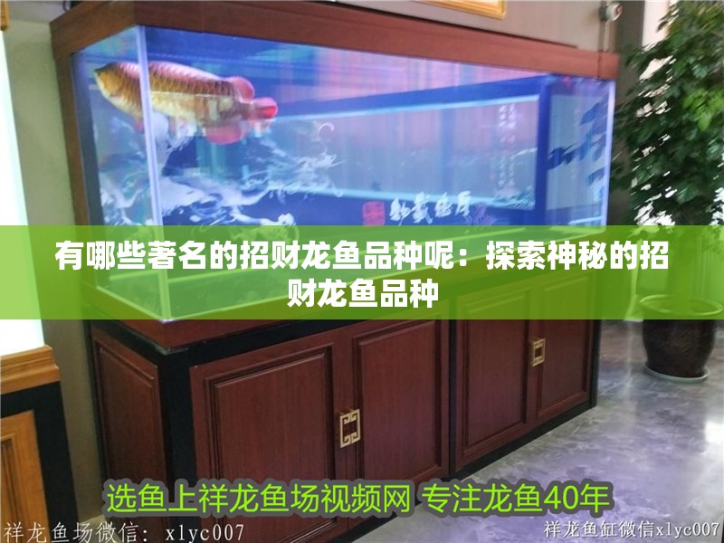 有哪些著名的招財龍魚品種呢：探索神秘的招財龍魚品種