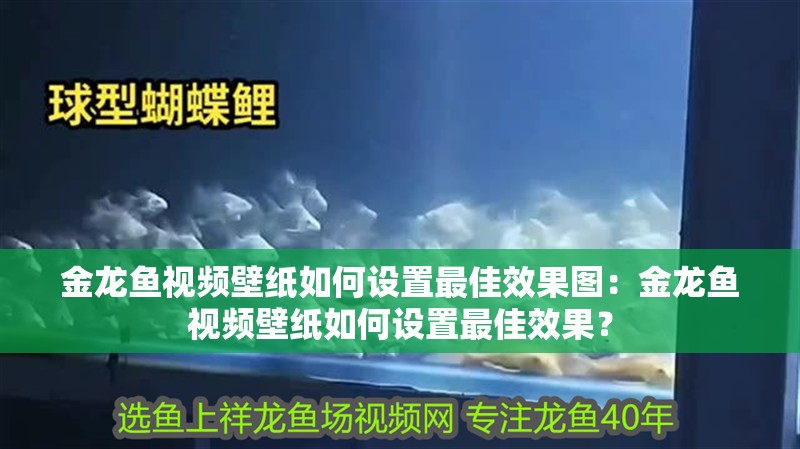 金龍魚視頻壁紙如何設置最佳效果圖：金龍魚視頻壁紙如何設置最佳效果？