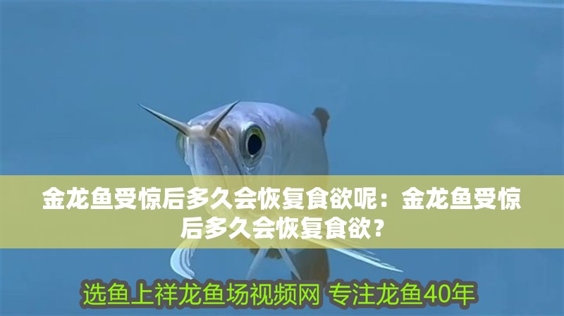 金龍魚受驚后多久會恢復食欲呢：金龍魚受驚后多久會恢復食欲？