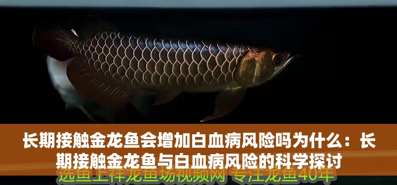 長期接觸金龍魚會增加白血病風險嗎為什么：長期接觸金龍魚與白血病風險的科學探討