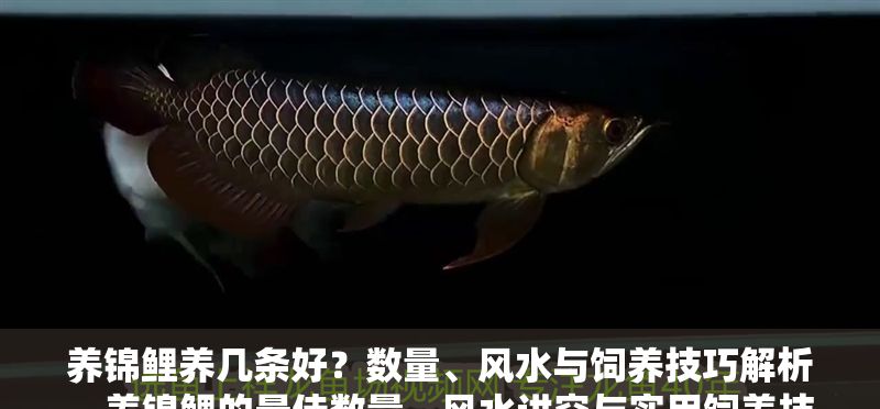 養錦鯉養幾條好？數量、風水與飼養技巧解析，養錦鯉的最佳數量，風水講究與實用飼養技巧全解析 養錦鯉養幾條好？數量、風水與飼養技巧解析，養錦鯉的最佳數量，風水講究與實用飼養技巧全解析 龍魚百科 第1張