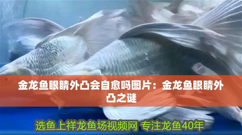 金龍魚眼睛外凸會(huì)自愈嗎圖片：金龍魚眼睛外凸之謎