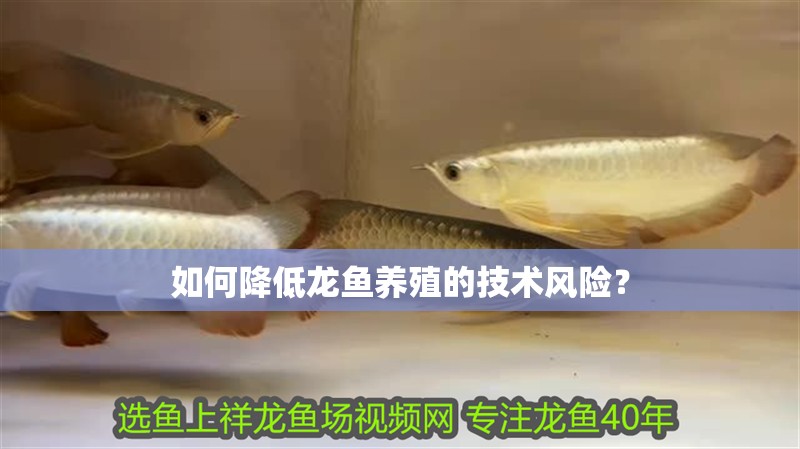 如何降低龍魚養殖的技術風險？