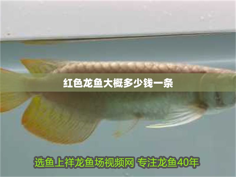 紅色龍魚大概多少錢一條