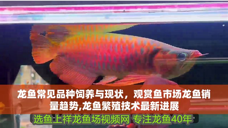 龍魚常見品種飼養與現狀，觀賞魚市場龍魚銷量趨勢,龍魚繁殖技術最新進展