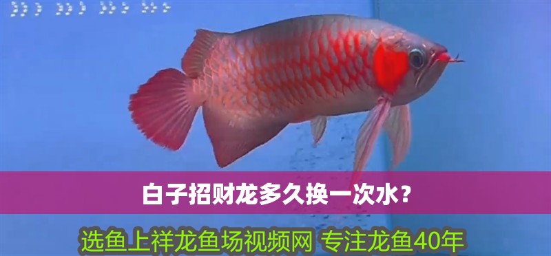 白子招財龍多久換一次水？