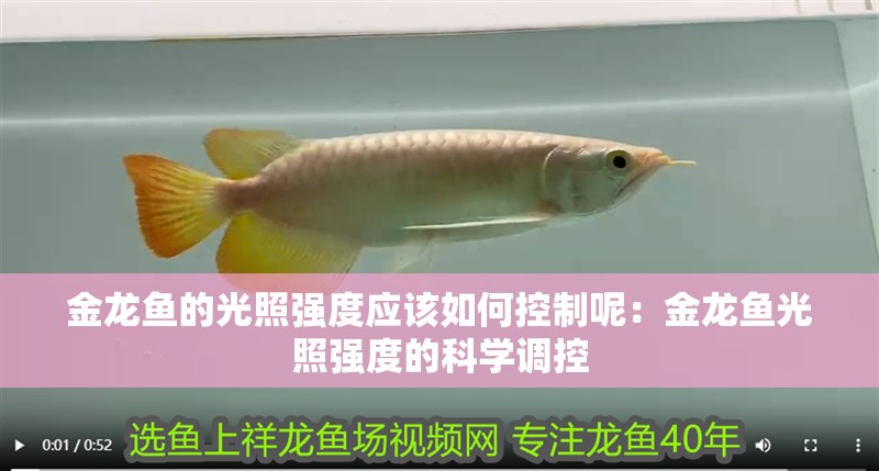 金龍魚的光照強度應該如何控制呢：金龍魚光照強度的科學調控