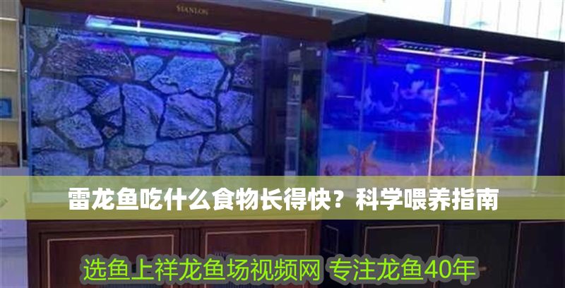 雷龍魚吃什么食物長得快？科學喂養指南