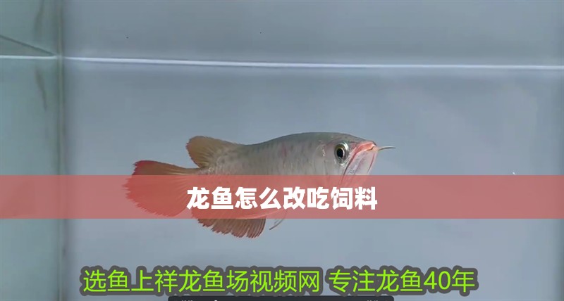 龍魚怎么改吃飼料