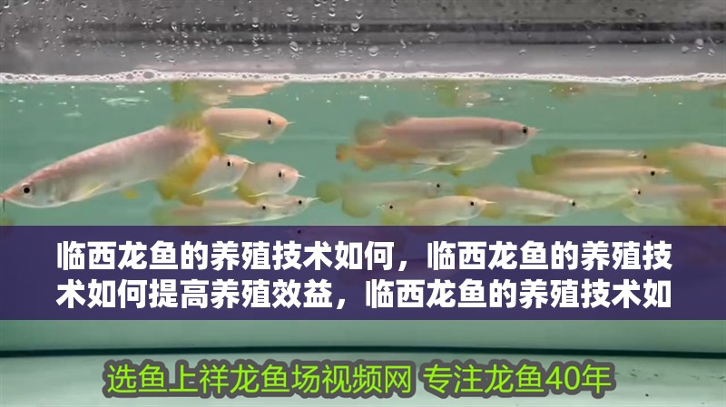 臨西龍魚的養殖技術如何，臨西龍魚的養殖技術如何提高養殖效益，臨西龍魚的養殖技術如何 臨西龍魚的養殖技術如何，臨西龍魚的養殖技術如何提高養殖效益，臨西龍魚的養殖技術如何 龍魚百科