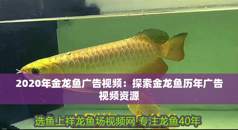 2020年金龍魚廣告視頻：探索金龍魚歷年廣告視頻資源