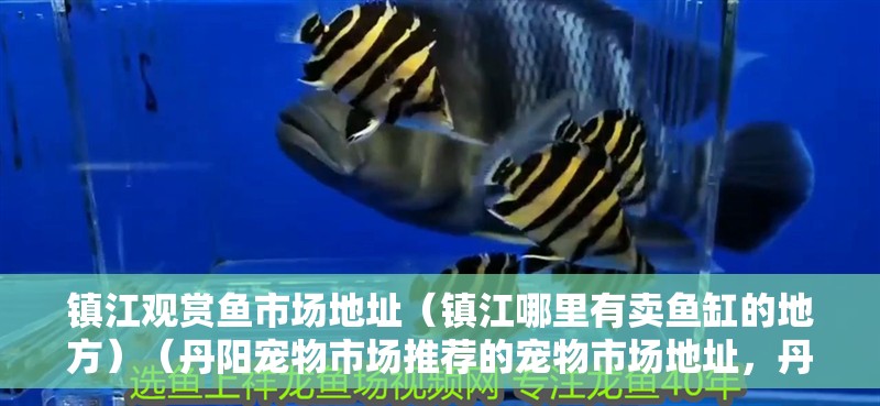 鎮(zhèn)江觀賞魚市場(chǎng)地址（鎮(zhèn)江哪里有賣魚缸的地方）（丹陽寵物市場(chǎng)推薦的寵物市場(chǎng)地址，丹陽寵物市場(chǎng)推薦）