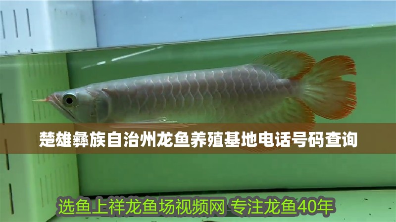 楚雄彝族自治州龍魚養殖基地電話號碼查詢