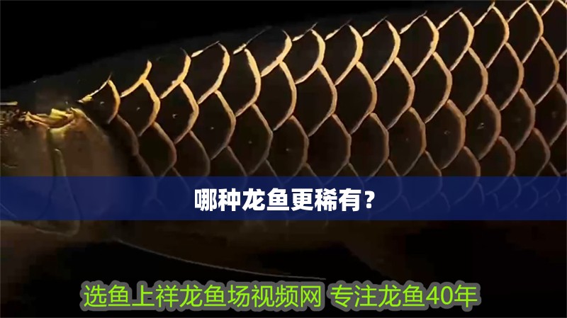 哪種龍魚更稀有？