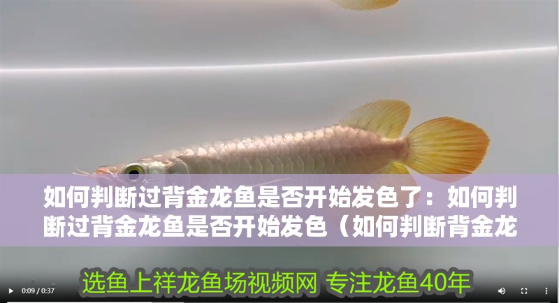 如何判斷過背金龍魚是否開始發(fā)色了：如何判斷過背金龍魚是否開始發(fā)色（如何判斷背金龍魚是否開始發(fā)色） 如何判斷過背金龍魚是否開始發(fā)色了：如何判斷過背金龍魚是否開始發(fā)色（如何判斷背金龍魚是否開始發(fā)色） 水族問答