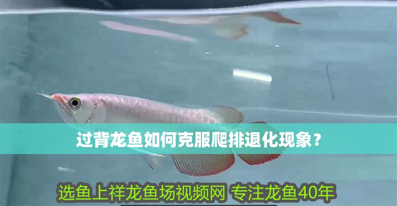鸚鵡魚和銀龍魚混養怎樣喂食 過背龍魚如何克服爬排退化現象? 龍魚百科 過背龍魚如何克服爬排退化現象? 過背龍魚如何克服爬排退化現象? 龍魚百科