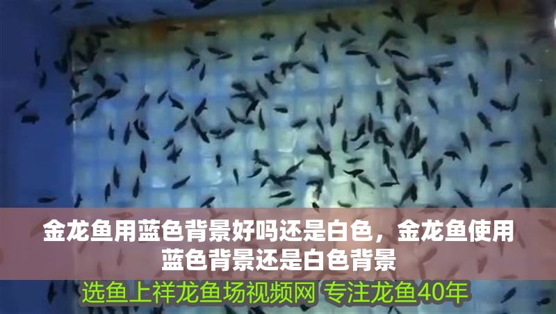 金龍魚用藍色背景好嗎還是白色，金龍魚使用藍色背景還是白色背景