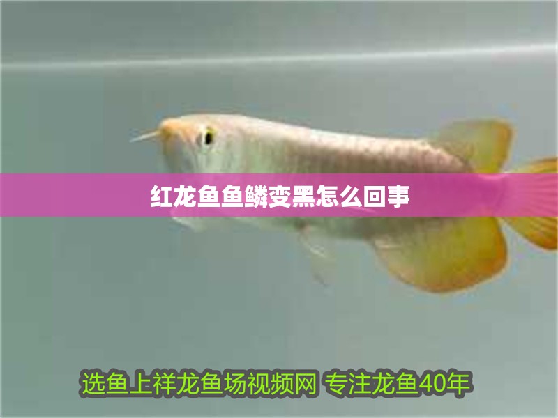 紅龍魚魚鱗變黑怎么回事
