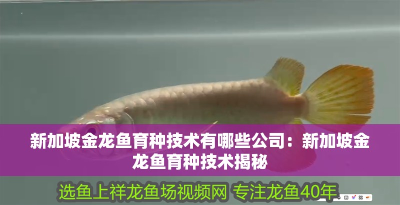 新加坡金龍魚育種技術有哪些公司：新加坡金龍魚育種技術揭秘