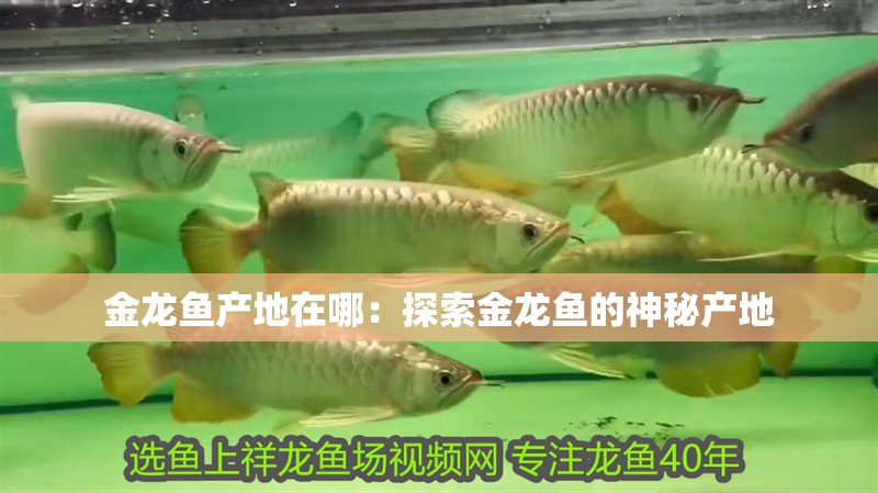金龍魚產(chǎn)地在哪：探索金龍魚的神秘產(chǎn)地