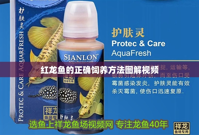 紅龍魚的正確飼養方法圖解視頻