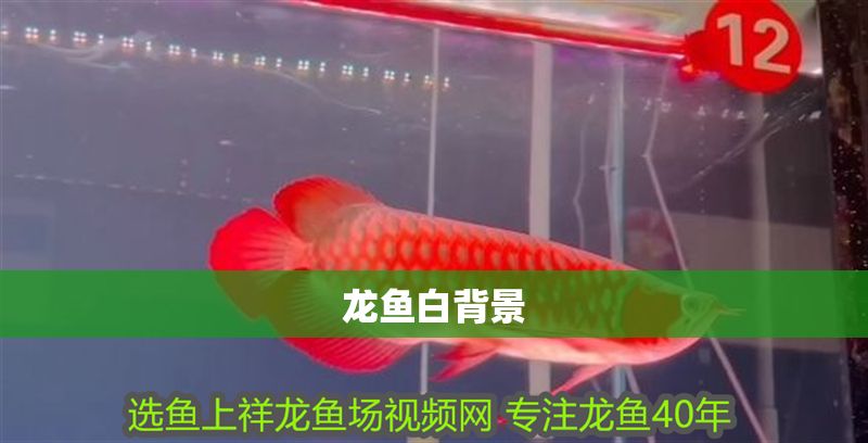 龍魚白背景 龍魚白背景 龍魚百科 第2張