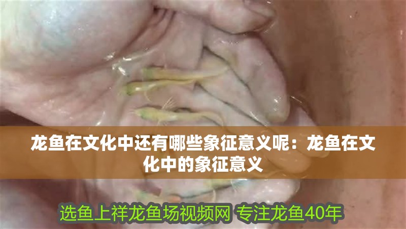 龍魚在文化中還有哪些象征意義呢：龍魚在文化中的象征意義 龍魚在文化中還有哪些象征意義呢：龍魚在文化中的象征意義 水族問答