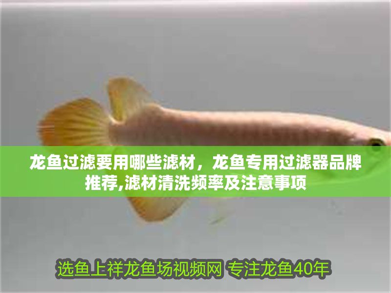 龍魚過濾要用哪些濾材，龍魚專用過濾器品牌推薦,濾材清洗頻率及注意事項(xiàng)