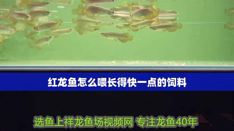 紅龍魚(yú)怎么喂長(zhǎng)得快一點(diǎn)的飼料 龍魚(yú)百科 第2張 紅龍魚(yú)怎么喂長(zhǎng)得快一點(diǎn)的飼料 紅龍魚(yú)怎么喂長(zhǎng)得快一點(diǎn)的飼料 龍魚(yú)百科 第2張