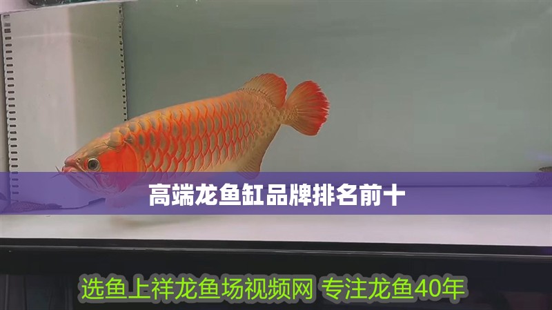 高端龍魚缸品牌排名前十