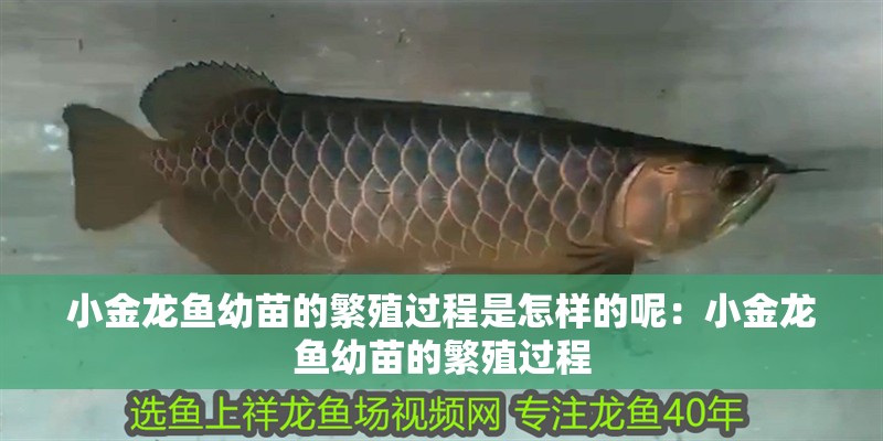 小金龍魚幼苗的繁殖過程是怎樣的呢：小金龍魚幼苗的繁殖過程