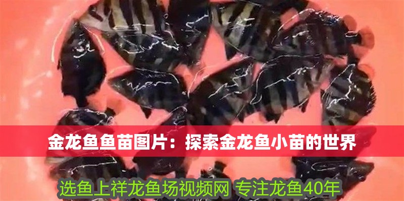 金龍魚魚苗圖片：探索金龍魚小苗的世界