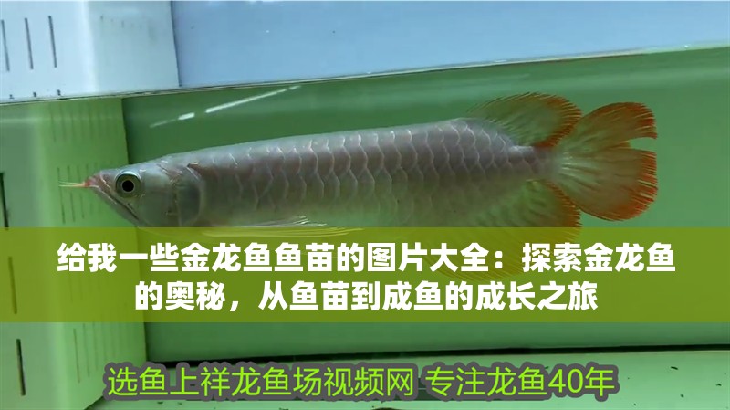 給我一些金龍魚魚苗的圖片大全：探索金龍魚的奧秘，從魚苗到成魚的成長之旅