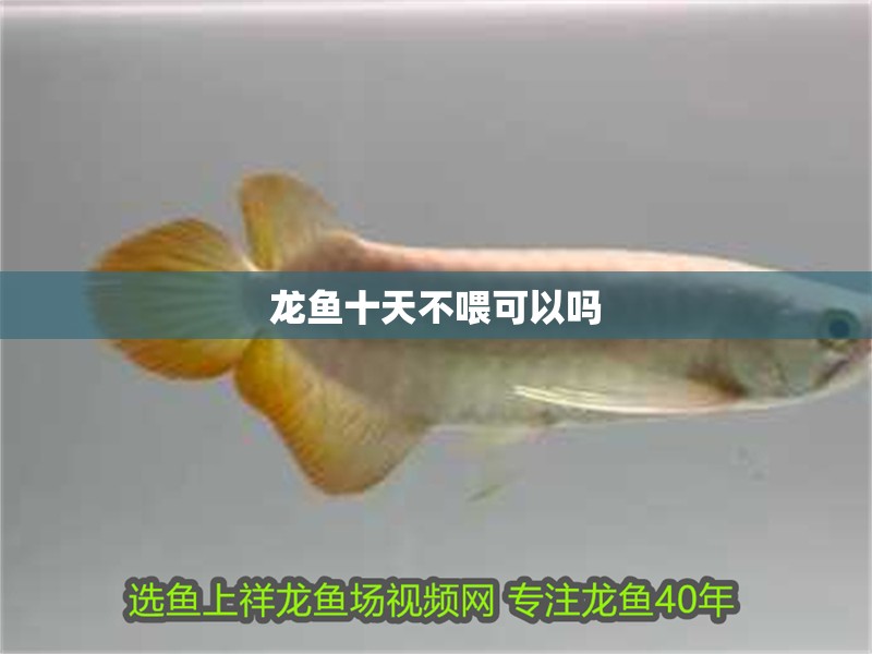 龍魚十天不喂可以嗎